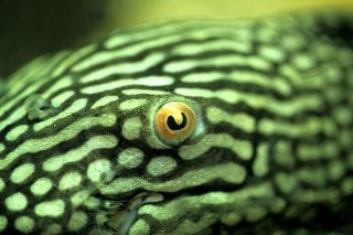 Panaque nigrolineatus laurafabianae