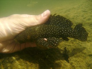 Parancistrus nudiventris