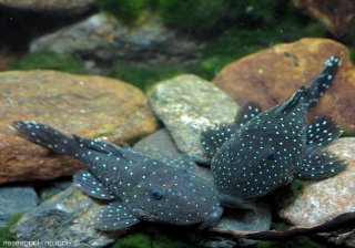 Parancistrus nudiventris