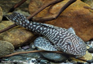 Parancistrus sp. (LDA046)