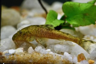 Parotocinclus adamanteus