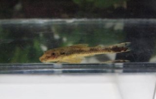 Parotocinclus doceanus