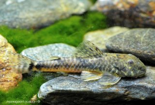 Parotocinclus jumbo