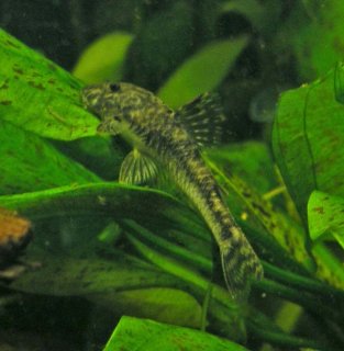 Parotocinclus jumbo