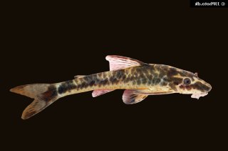 Parotocinclus maculicauda