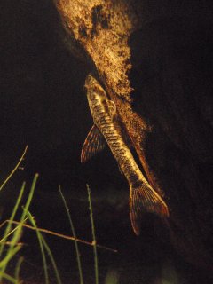 Parotocinclus maculicauda