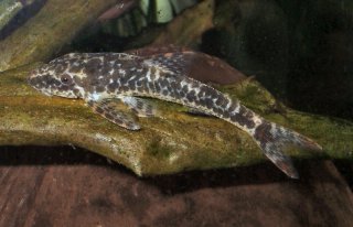 Parotocinclus maculicauda