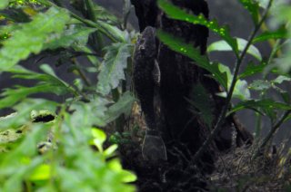 Parotocinclus spilosoma