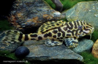 Peckoltia compta