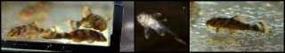Peckoltia sp. (L076)
