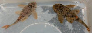 Peckoltia sp. (L076)