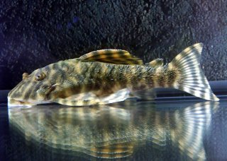 Peckoltia sp. (L080)