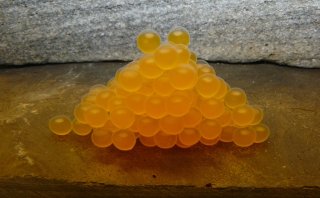 Peckoltia sp. (L205)