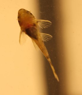 Peckoltia sp. (L288)