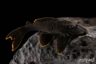 Peckoltia sp. (L076)