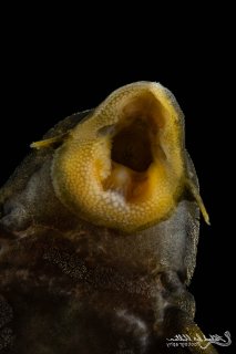 Peckoltia sp. (L076)