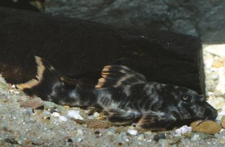 Peckoltia sp. (L076)