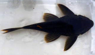 Peckoltia sp. (L076)