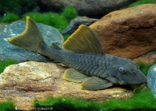 Peckoltia sp. (L076)