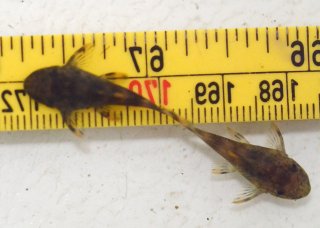 Peckoltia sp. (L076)