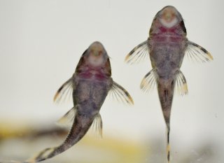 Peckoltia sp. (L076)