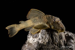 Peckoltia sp. (L076)
