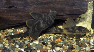 Peckoltia sp. (L076)