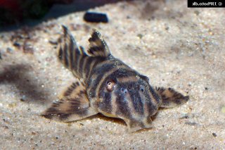 Peckoltia sp. (L080)