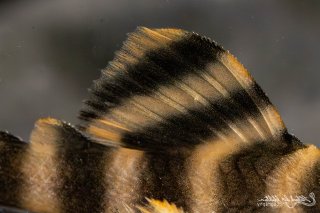 Peckoltia sp. (L080)