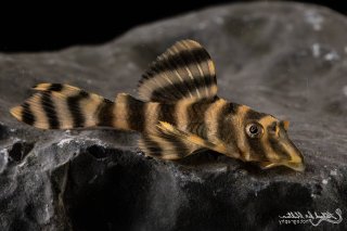 Peckoltia sp. (L080)