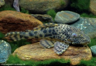 Peckoltia sp. (L205)