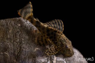 Peckoltia sp. (L205)