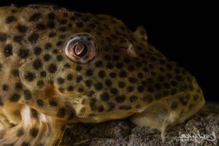 Peckoltia sp. (L205)