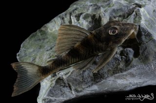 Peckoltia sp. (L265)