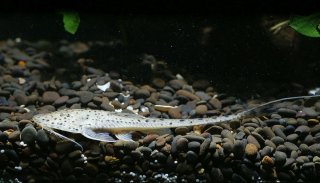 Planiloricaria cryptodon