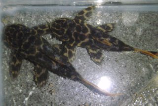 Pseudacanthicus cf. leopardus