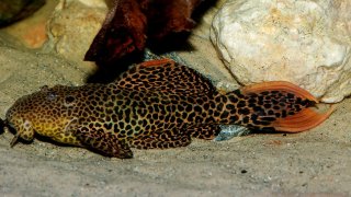 Pseudacanthicus cf. leopardus