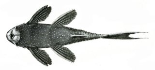 Pseudacanthicus fordii