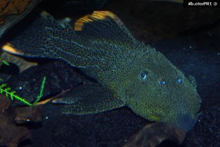 Pseudacanthicus leopardus