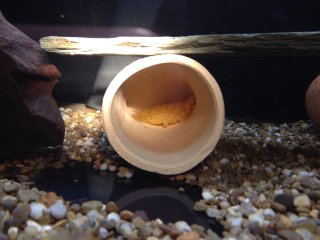 Pseudacanthicus nyktos