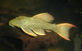 Pseudacanthicus pitanga