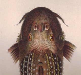 Pseudacanthicus serratus
