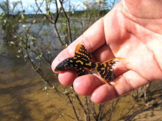 Pseudacanthicus sp. (L273)