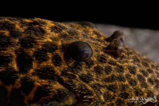 Pseudacanthicus sp. (L273)