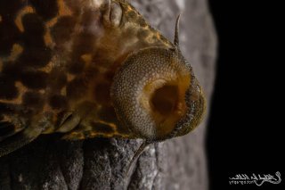Pseudacanthicus sp. (L273)