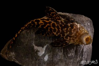 Pseudacanthicus sp. (L273)