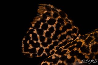 Pseudacanthicus sp. (L273)