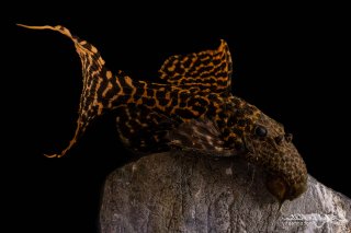 Pseudacanthicus sp. (L273)