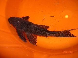 Pseudacanthicus sp. (L275)