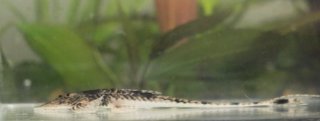 Pseudohemiodon platycephalus
